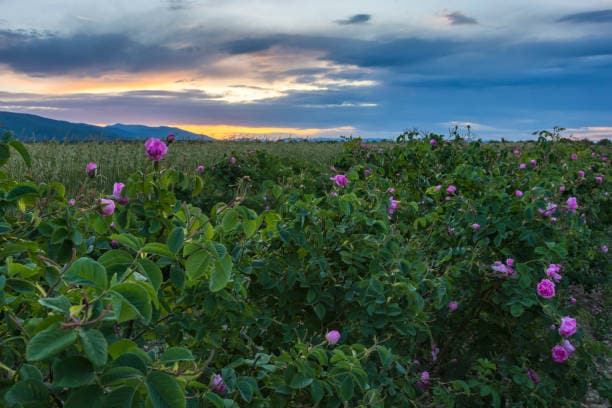 تصویر 2 از گل محمدی با خواص درمانی برای مراقبت از پوست حساس